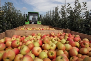 В Ставропольском крае подвели итоги валового сбора плодов!