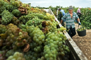 Что такое закон «О виноградарстве и виноделии» и зачем он нужен