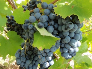 На Ставрополье продолжается уборка винограда