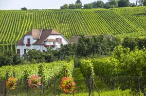 Россияне выкупили четверть виноградников в Провансе в 2014 году