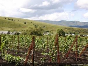 Промышленного производства французского вина на Алтае пока не вышло. ВИДЕО