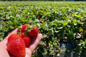 Площадь ягодных полей на Ставрополье станет больше