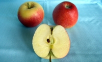 Яблоки сорта "Гала"