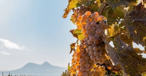 Новые виноградники появятся в Ставропольском крае