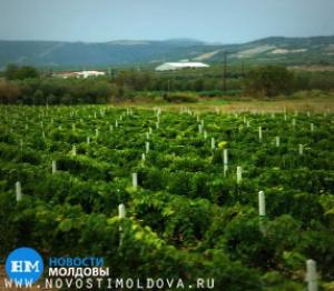 Количество плантаций винограда в Молдове сократилось