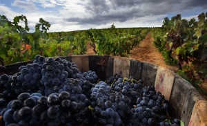 Совещание по вопросам оказания государственной поддержки на стимулирование развития виноградарства и виноделия пройдет в министерстве сельского хозяйства Ставропольского края