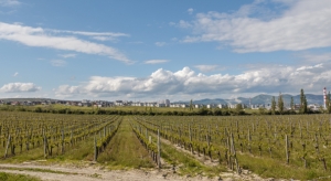 Весенне - полевые уходные работы на виноградниках проводят виноградари Ставрополья