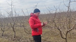 Садоводы Ставрополья проводят мониторинг состояния плодовых деревьев