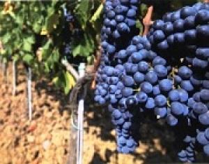 В 2016 году на Ставрополье планируется произвести 30 тысяч тонн винограда