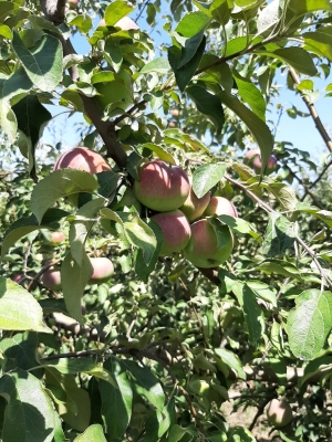 Садоводы Ставрополья собрали 75 тысяч тонн яблок в этом году