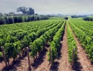 Во Франции создадут «Виноградный Лувр»