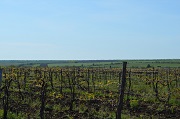 ВИНОГРАДАРСТВО И ВИНОДЕЛИЕ  Ставропольского края: вчера, сегодня, завтра.