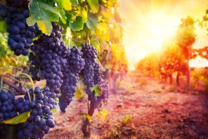 Минсельхоз утвердил порядок ведения паспорта виноградного насаждения