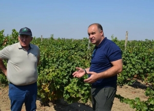 Владимир Ситников представил закон, поддерживающий виноградарей и виноделов края