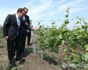 Импортозамещение на Юге: нужна ли виноделам господдержка