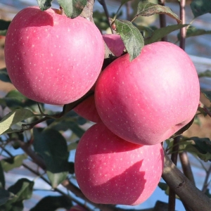 Яблоки сорта «Фуджи»