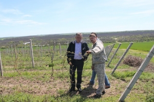 Благодаря средствам господдержки священник стал самым крупным виноградарем Шпаковского округа