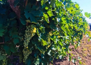 Государственную поддержку в размере более 107 млн. рублей получат ставропольские виноградари и виноделы