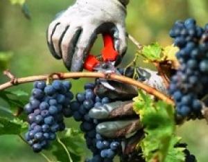 Порядок предоставления субсидий производителям винограда и виноделам упрощен
