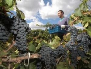 Минсельхоз Ставрополья поможет начинающим виноградарям