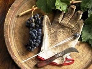 СРО виноградарей и виноделов получили дополнительные полномочия
