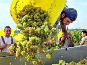 Минсельхоз ожидает двукратного снижения импорта винограда к 2020 г