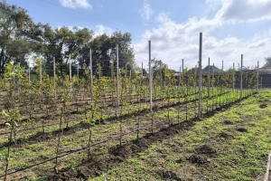 В 2025 году меры государственной поддержки садоводства помогли заложить 503,9 га новых садов