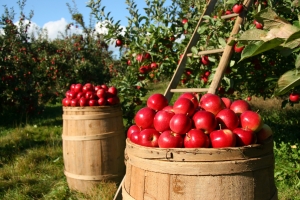 Новые фруктовые сады появятся в Ставропольском крае