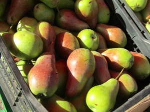 Летняя уборка груши стартовала в Ставропольском крае