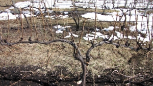 Ставропольские виноградари приступили к мониторингу состояния виноградных насаждений после зимы