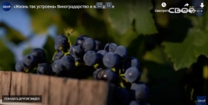 О прошлом и настоящем виноградарства и виноделия на Ставрополье в программе «Жизнь так устроена»