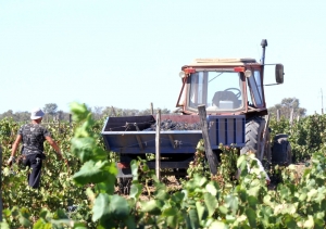 Ставропольских бизнесменов охватила виноградомания