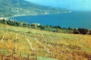 Французский агробизнес планирует инвестировать в виноделие в Крыму