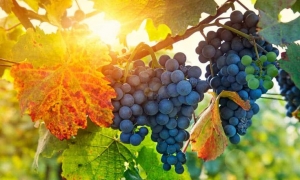 Дружбы крепкая лоза