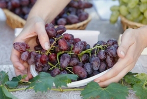 До конца ноября виноградники на Ставрополье «вырастут» на 160 гектаров
