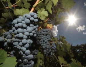 Правительство РФ разграничило полномочия ведомств в сфере виноделия