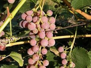 Винодельческие хозяйства Приморья получили право продавать собственную продукцию