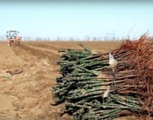 Агрофирма «Южная» винного холдинга «Ариант» запускает в работу крупнейший в России питомник виноградных саженцев