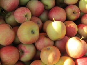 Осенняя уборка яблок началась в садах Ставрополья