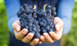 Частно-государственное партнерство: СРО виноградарей и виноделов