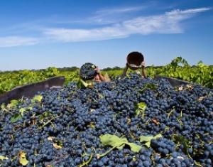 Урожай винограда на Кубани в 2015г. ожидается меньше на 16%