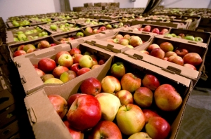 Ставропольские фруктохранилища наращивают объёмы хранения яблок