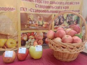 «Ставропольское яблоко» собрало в Георгиевске всех жителей России!